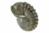 Wide, Enrolled Flexicalymene Trilobite - Indiana #287749-1